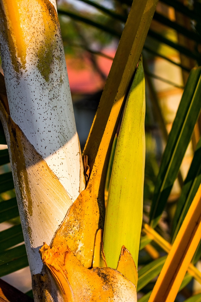 Palm palm tree root frond