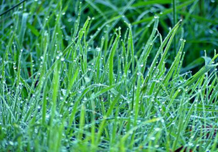 Blade Of Grass photo