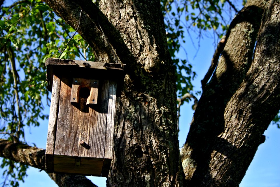 Birdhouse Branch Log