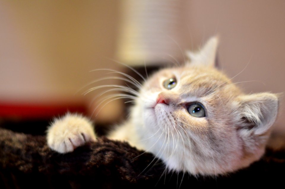 Adorable Animal Cat