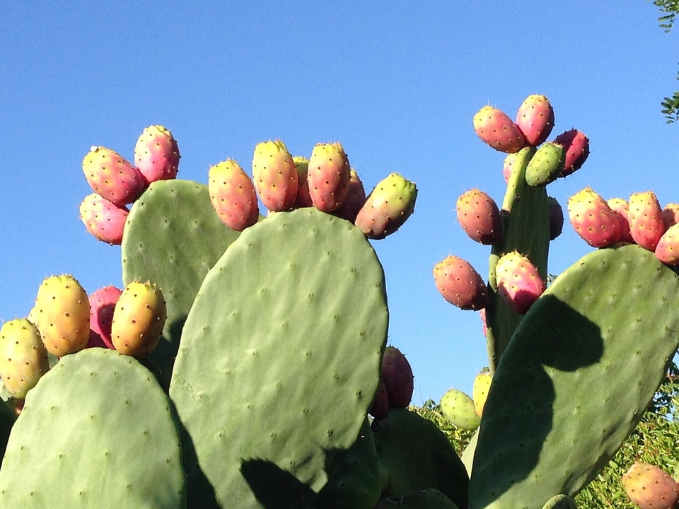 Opuntia nature cactus