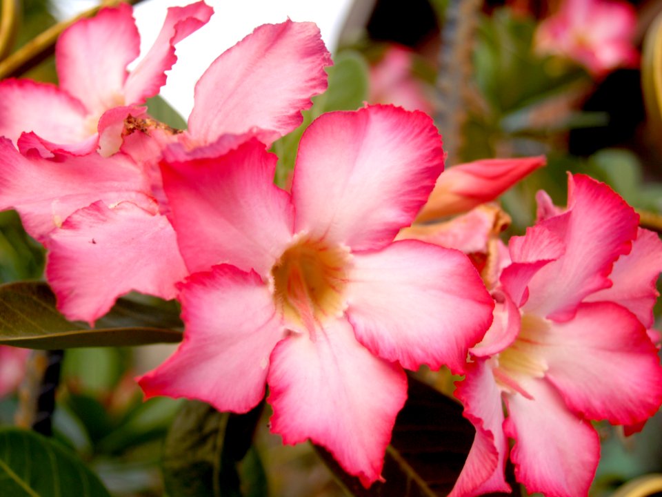 Abstract Beautiful Bloom