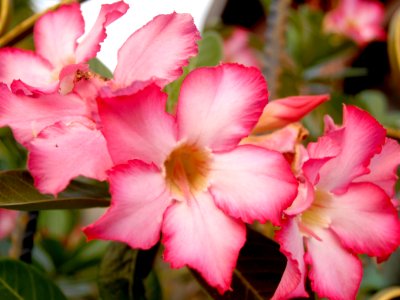 Abstract Beautiful Bloom