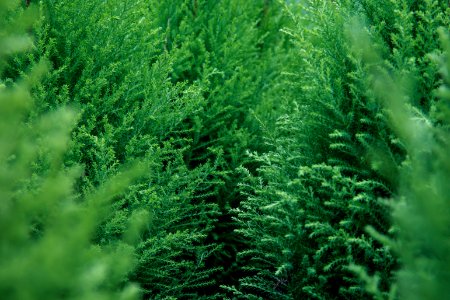 Daylight Evergreen Green