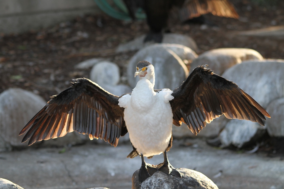 Bird animal wing