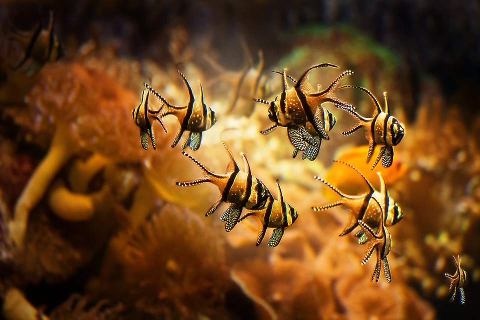 Swim nature animal