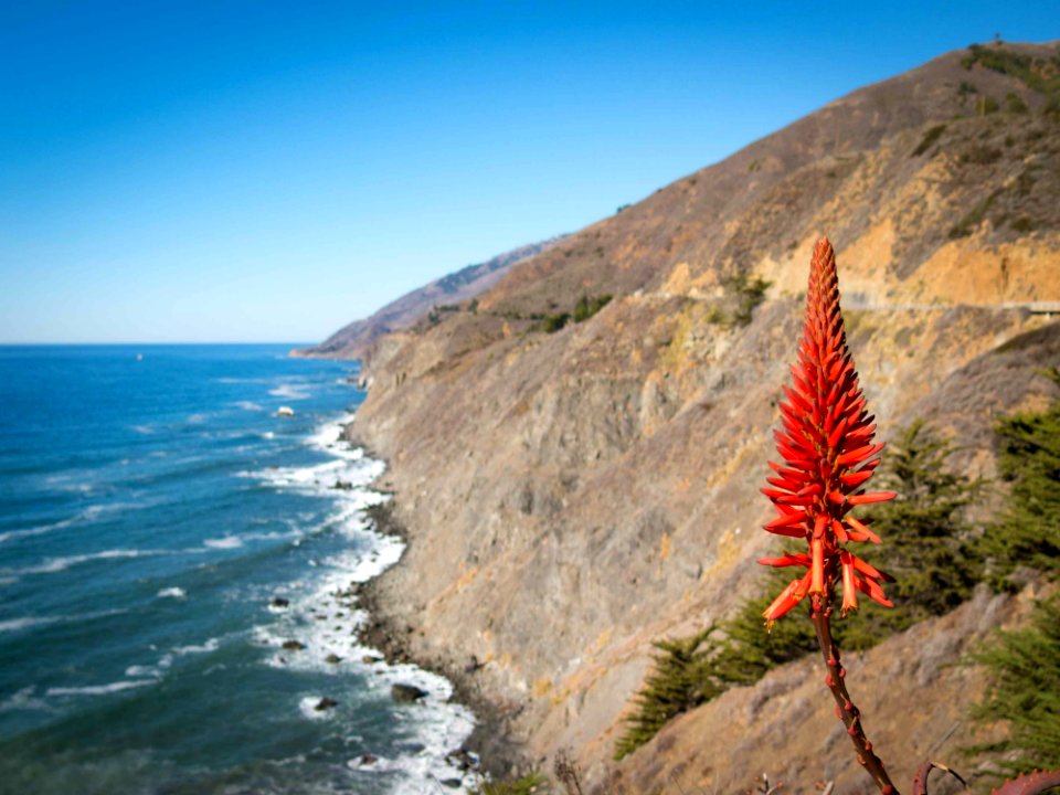 Cliff Conifers Fir