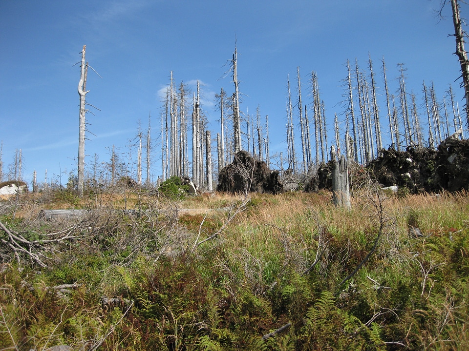 Dying tree forest grove