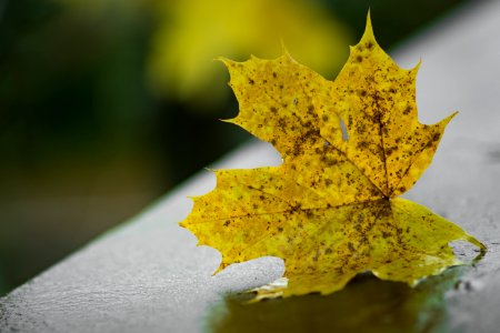 Autumn Leaf Blur photo