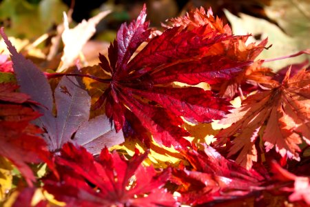 Autumn Close-up Fall
