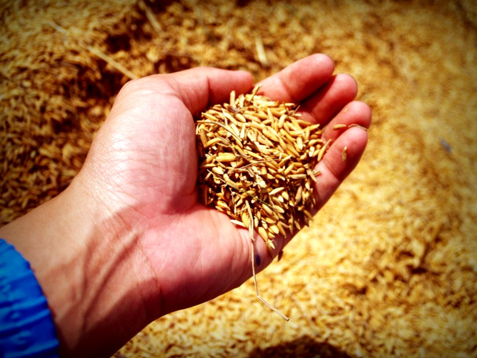 Abundance Agricultural Agriculture