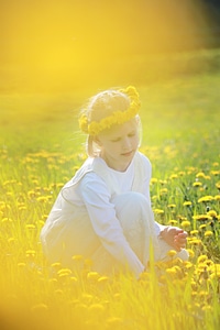 Meadow yellow spring