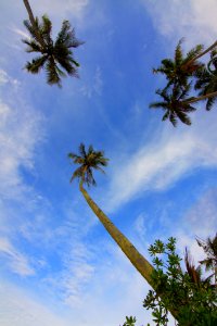 Clouds Coconut Trees photo
