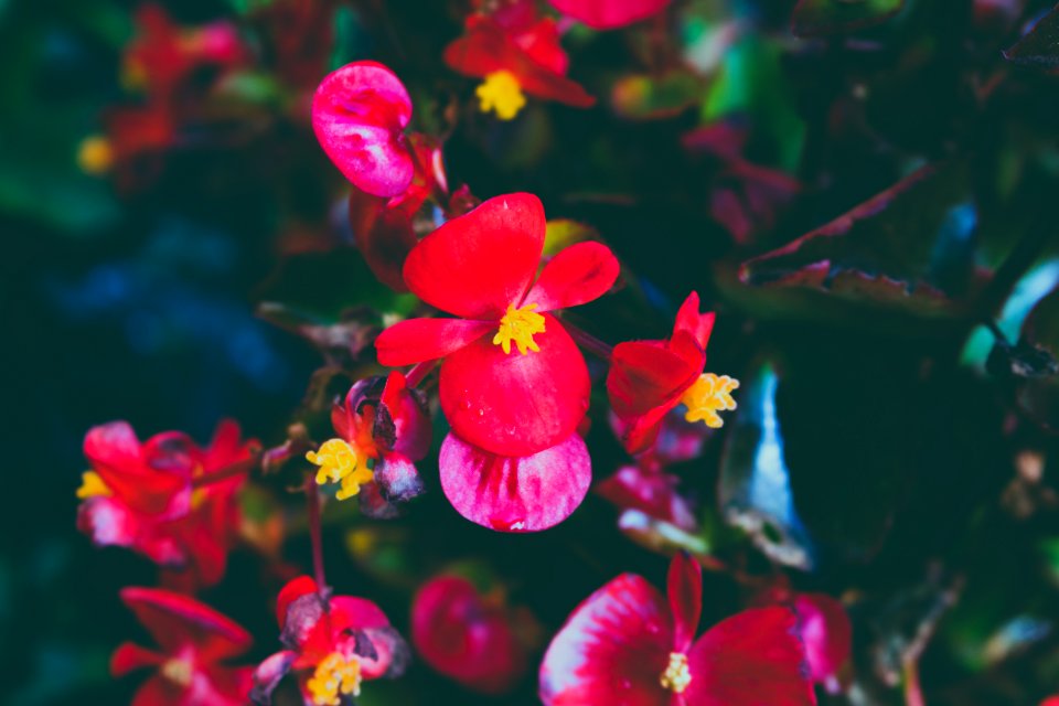 Autumn Beautiful Blooming
