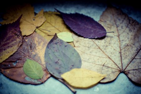 Autumn Leaves Beautiful