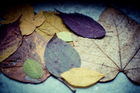 Autumn Leaves Beautiful photo