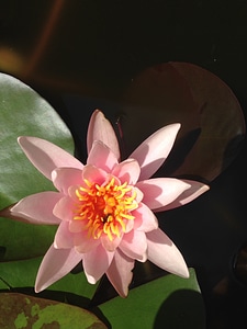 Flower nature teichplanze