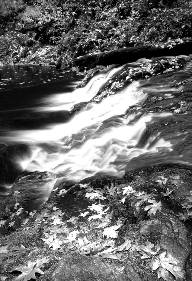 Grayscale Photography Of Falling Leaves Near Running Water