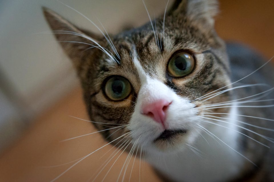 Adorable Animal Photography