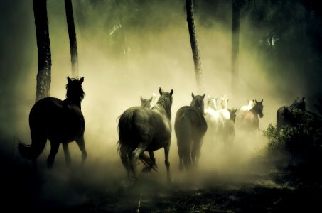 Group Of Horse Running