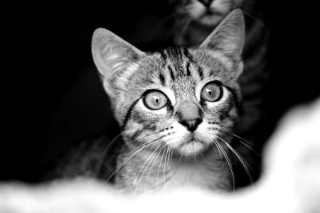 Adorable Animal Black-and-white photo