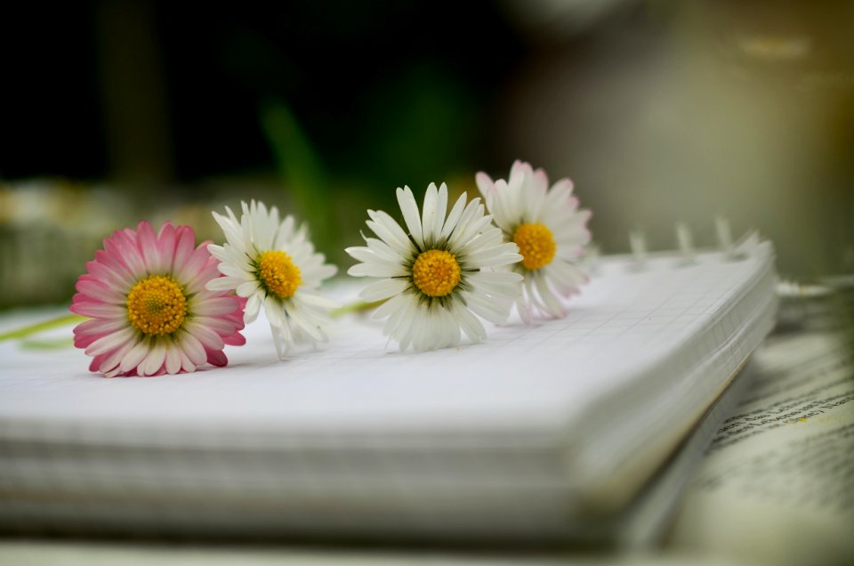 Bloom Blossom Flora