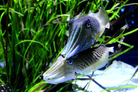 Gray And White Squid Underwater Photography