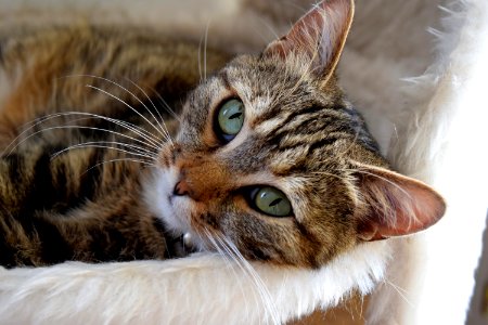 Brown Tabby Cat Lying Down On Bed photo