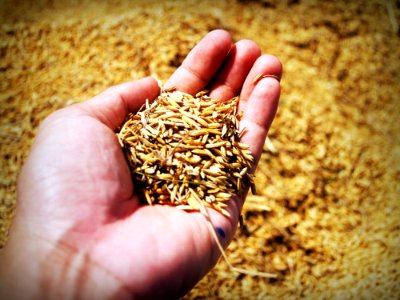 Agricultural Agriculture Asia