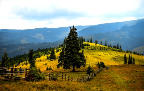 Pine Trees Field Near Mountains During Daytime photo