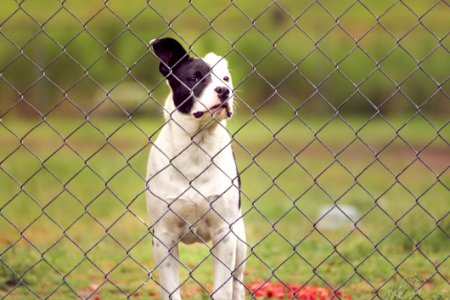 Animal Canine Cute