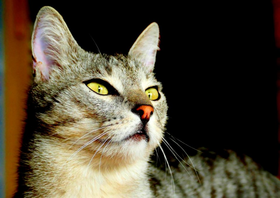 Adorable Animal Cat
