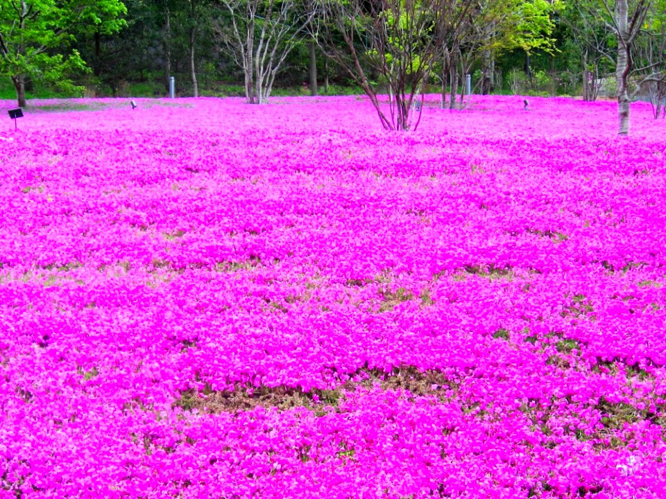 Field Flora Flowers