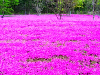 Field Flora Flowers