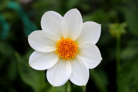 White And Yellow 7 Petals Flowers photo