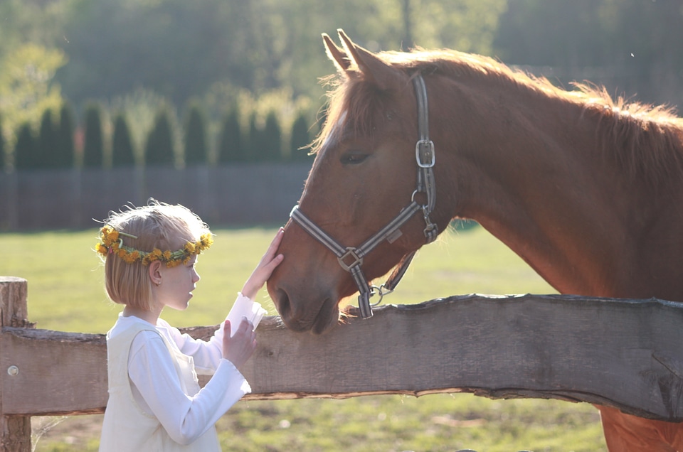 Horse riding school horse head