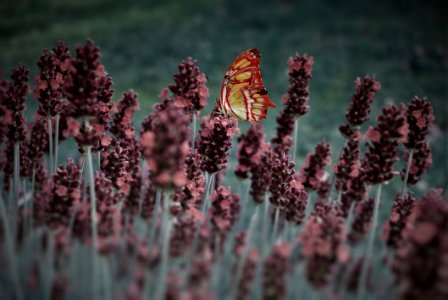 Red And Yellow Butterfly