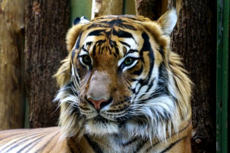 Animal Photography Of Orange And Reddish Tiger photo