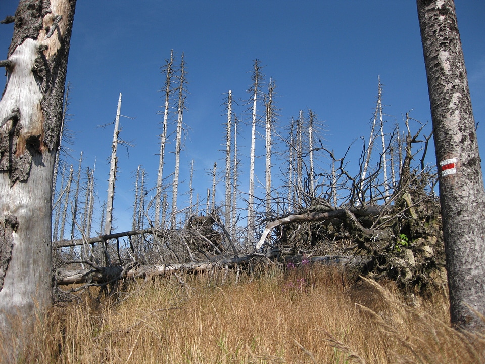 Acid rain forest grove