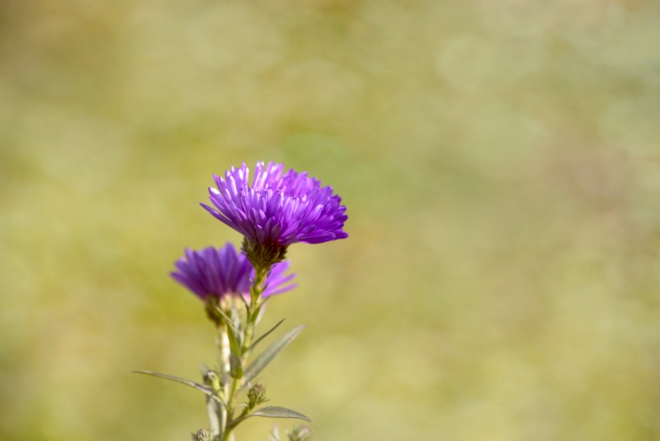 Purple Thistle Flower During Daytime