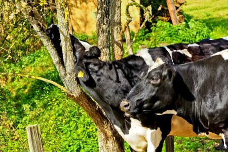 Agriculture Animal Cattle