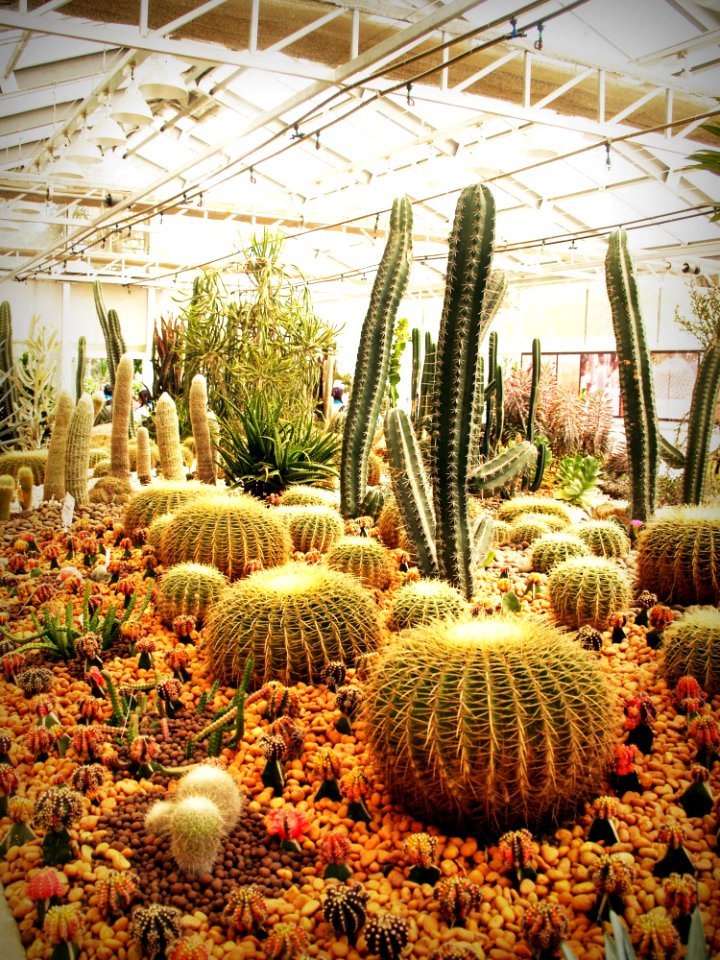 Botanical Cactus Plant