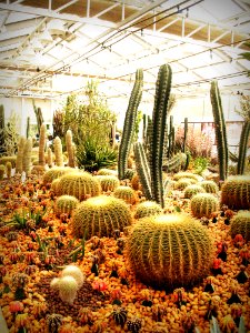 Botanical Cactus Plant