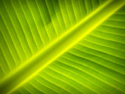 Banana Leaf Close-up