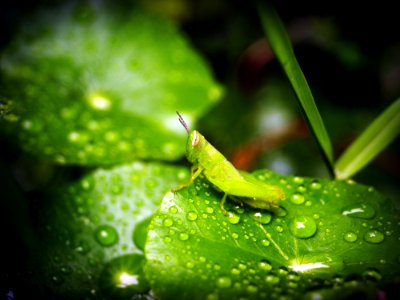 Animal Photography Blur
