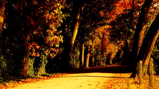Autumn Leaves Dried