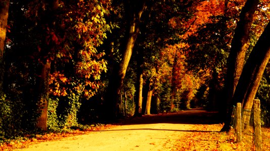 Autumn Leaves Dried photo