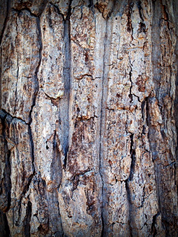 Bark Brown Close-up photo