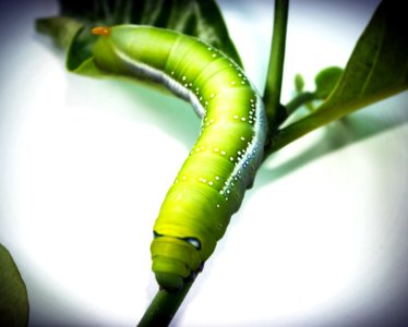 Animal Background Biology