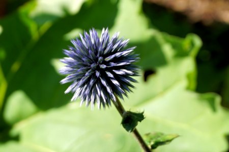 Beautiful Bloom Blooming